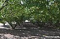 VBS_5261 - La solita strada... il grano da crescere, i campi da arare...